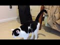 cats ass is possessed