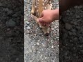 This Deer Was With Its Mother When It Did The Cutest Thing Ever