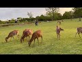 Nara deer park in in japan 🇯🇵 too many tourists come to Japan in Nara