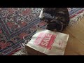 Funny And Cute Cat Compliation