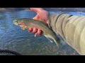 Fly Fishing The Mighty Goulburn River