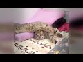YOU LAUGH YOU LOSE 🤣 Best Funny Animals Video 2024 🐱🐶🐥 #22.6