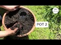 I tested this Simple, Free, DIY SELF WATERING container system for plants but did it work?