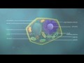 The Secret World Inside Plant Cells - 3D Animation Reveals!