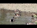 Wigeon Ducks Lake Side #animallover #wildlife