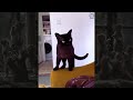 🐾 Funny Cat Videos 2024 🤣🐈 Part 26