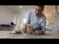 How to Train the FIRST 5 THINGS to ANY Puppy! Reality Dog Training