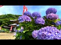 紫陽花寺 大聖寺 Hydrangea Temple Daiseiji Temple あじさい祭り Hydrangea festival