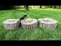 TV for Cats | Backyard Bird and Squirrel Watching | Video 12