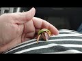 Meet Cheddar the Hermit Crab!