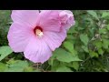 아침에 피고 저녁에는 사그라드는 미국부용 芙蓉 Hibiscus moscheutos 야생화를 찾아서(419) in search of wildflowers 둔산대공원