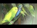 New Budgie Sounds | Day 2