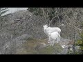 Evasion Survival Alaska... The Dayn encounters Mountain Goats..