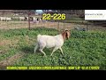 Review Medium Pacifica Buck Boer Goat in Kennedy Creek Livestock