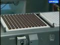 Lindt Workers Show How Chocolate Is Made