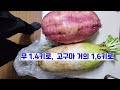 고구마 샘플 캐기