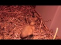 CUTE baby ducklings first day