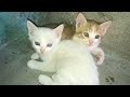 Rescue Three Motherless Kittens On The Village Road