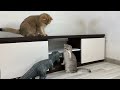 The FUNNIEST Cats Shorts Ever 😻🐶 You Laugh You Lose 🤣