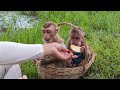 Baby monkeys Bryyan and Icy have a picnic time with mom.