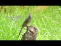 棕耳鵯(栗耳短腳鵯)/Brown-eared Bulbul