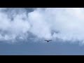 Osprey Sighting 5/24/2024