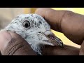 Chiri mari chasan wale//chir mare ki bacha pakar kay//@Lahorepigeons86//#viral