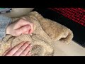 How to make THIS OTTER PLUSH from SCRATCH!