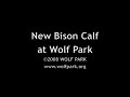 New Bison Calf at Wolf Park