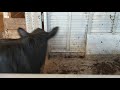 ☆ loading a stubborn bull that didn't  want to get in the trailer at a cattle auction in Georgia  ☆