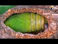 Watch This Caterpillar Turn Into A Puss Moth | The Dodo