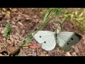 moths mating fail