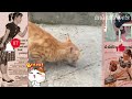 Funny cat videos 🤩 || Funniest Cats and Dogs || animals pets s1