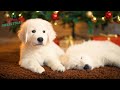 Beautiful Instrumental Christmas Music: Relaxing Christmas Ambience, Christmas Carols 2023