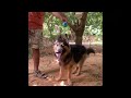 CHINTU BRUNO AND THE BALL #comedy #comedyvideo #dogs