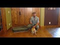 Labrador Retriever Teach Your Dog to Stay on a Dog Bed - Gun Dog Training