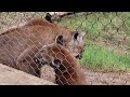 Affectionate cougar close up