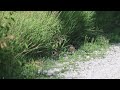 Northern Bobwhites