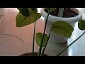 Monster Dragon tail plant/मरते हुए मॉन्स्टर प्लांट को कैसे बचाएं/gardening work 👍👍🌿