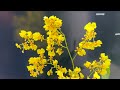 Growing Orchid Flower Oncidium yellow with Rock-Water. Discover SUPER IDEA Amazing Office