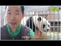 (SUB) Are You More Like Your Dad Or Mom?🐼│ Panda World