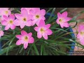 rainlily plant care in tamil/rainlily plant/tips to grow rain Lily plant