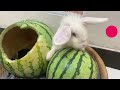 The kitten suspected that the duck had stolen the watermelon. 😂The duck built a house for the rabbit