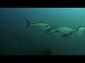 Diving in Wilmington NC, Hyde Shipwreck Artificial Reef