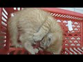 Cute Funny Cat video 🤣