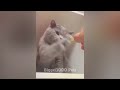 Best Cats Videos 😂 Best Funny Catss 2024 😹