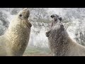 Fish Vs Bird | Blue Planet II | BBC Earth