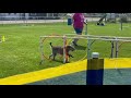 Katie UKC Agility