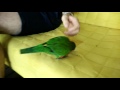 Playtime with a rainbow lorikeet