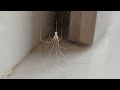 a very smol spider ( no jumpscare )